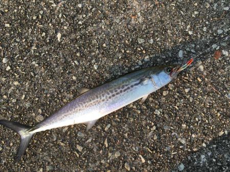 武庫川尻でサーフトローリング＆サヨリ釣り