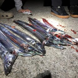 タチウオも潮が重要。