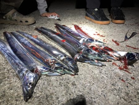 タチウオも潮が重要。