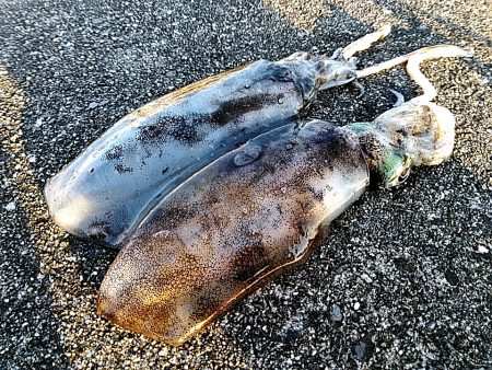 台風明けて・・・・・