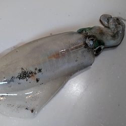 これからが、アオリイカ楽しみです(#^^#)