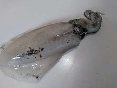 これからが、アオリイカ楽しみです(#^^#)