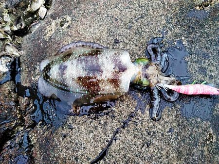 アオリイカ少し大きくなってきました!!