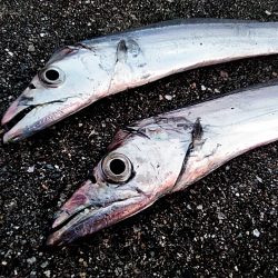 太刀魚釣れました(#^^#)