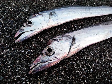 太刀魚釣れました(#^^#)