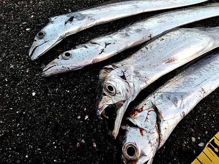 太刀魚4本上がりました!!