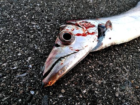 まだまだ　太刀魚釣れてます!!