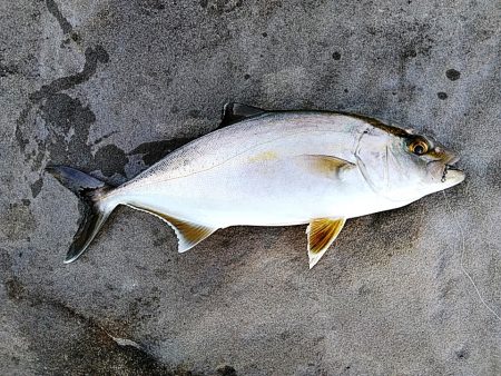 アオリが駄目でしたが、シオが上がりました!…