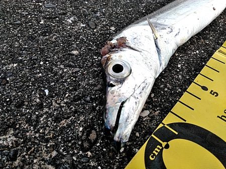 太刀魚1本上がりました！！