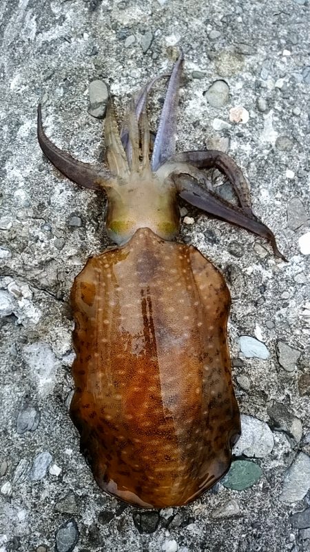 久々に釣れました！