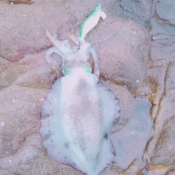 まだまだ小さい