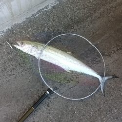 メタルジグでサワラ80cm!