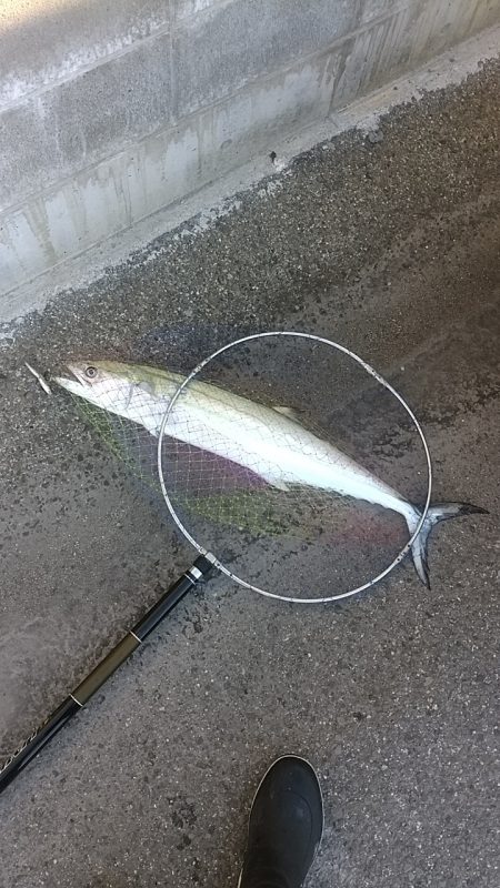 メタルジグでサワラ80cm!