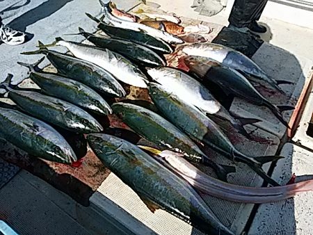 大物釣果速報！●光義丸：平戸市早福港