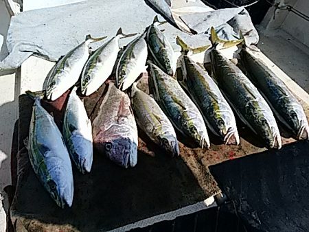 大物釣果速報！●光義丸：平戸市早福港