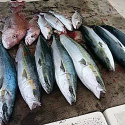 大物釣果速報!●光義丸:平戸市早福港