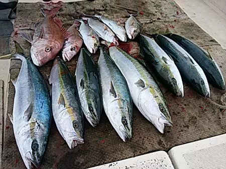 大物釣果速報!●光義丸:平戸市早福港