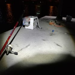 久々にサビキ釣りをしてみた