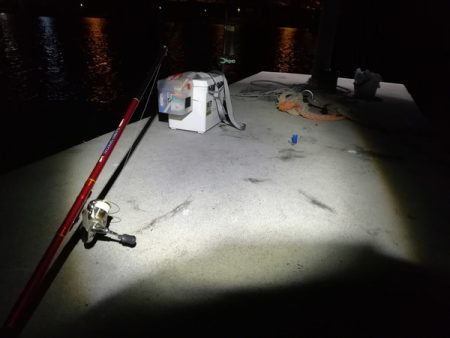 久々にサビキ釣りをしてみた