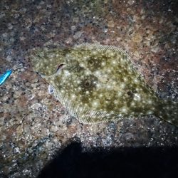 イカがダメならジグを投げればアレが釣れる