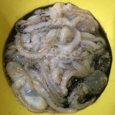秋のタコ釣り