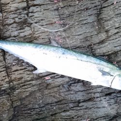 台風前に、なんとかヒラマサゲット