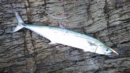 台風前に、なんとかヒラマサゲット