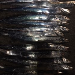 鶴浜緑地　爆釣