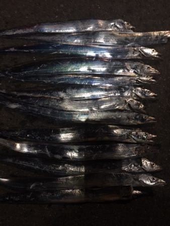 鶴浜緑地　爆釣