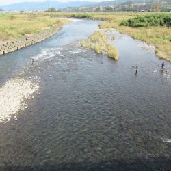 狩野川(狩野川漁業協同組合) 釣果