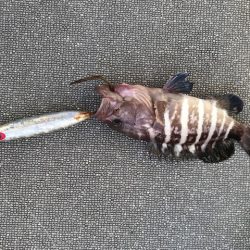 へいみつ丸 釣果