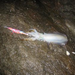 アオリイカ成長してきました。