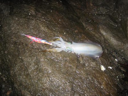 アオリイカ成長してきました。