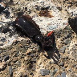 中紀でエギング、アオリイカ２ケタ