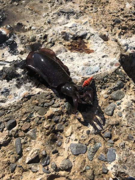 中紀でエギング、アオリイカ２ケタ