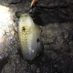 北東爆風の中で秋イカエギング