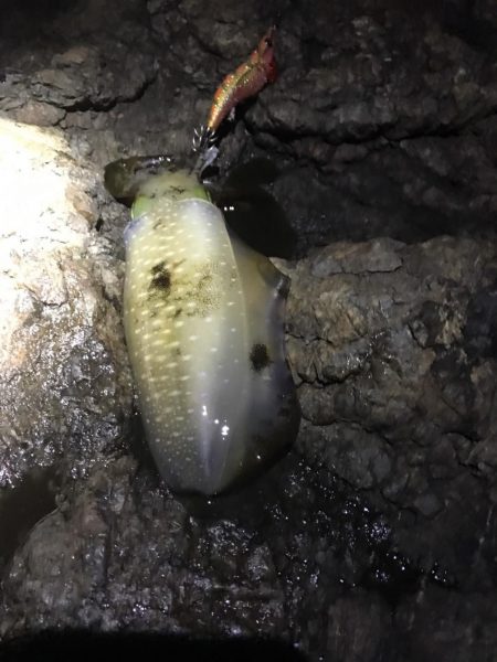 北東爆風の中で秋イカエギング