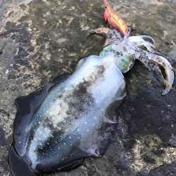 ナイトエギングで良型秋イカ