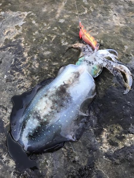 ナイトエギングで良型秋イカ