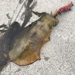 ちょこっとエギングでアオリイカ