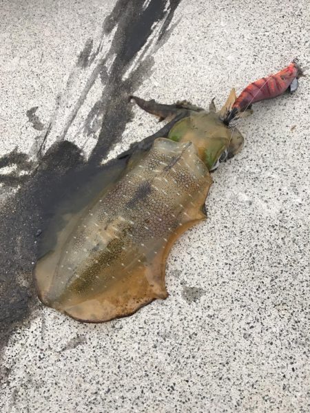 ちょこっとエギングでアオリイカ