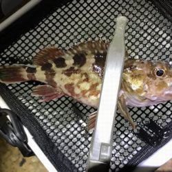 1年ぶりに浮き釣り