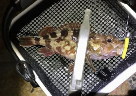 1年ぶりに浮き釣り