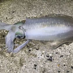 なんとか・・・・