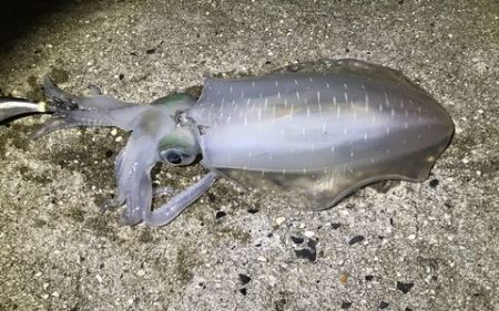 なんとか・・・・