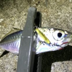 チャリコング楽しそう