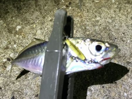 チャリコング楽しそう