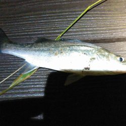 新川、佐鳴湖、シーバス