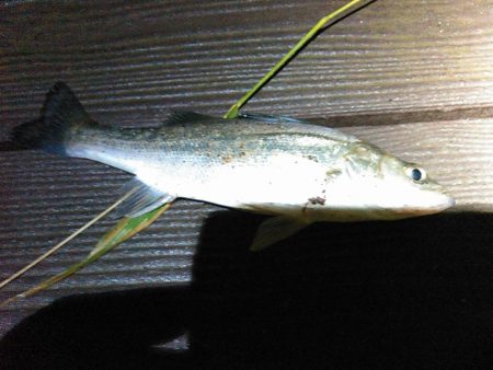 新川、佐鳴湖、シーバス