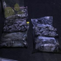 白浜～日置でエギング。まあまあ大型も